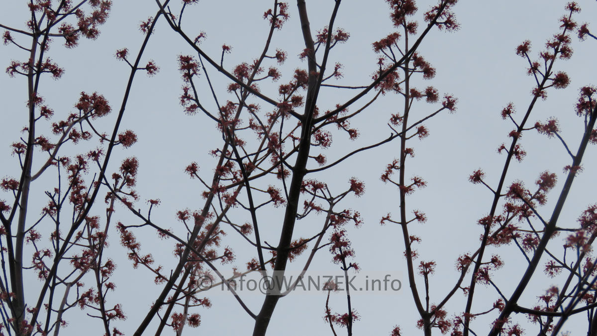 Acer platanoides Royal Red - Blueten.JPG